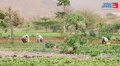 REPORTAGEM/São Vicente: Agricultores do Calhau pedem fim da espécie acácia por absorver a água para cultivo (c/vídeo)