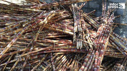 Santo Antão: Grogue da Quinta Mansa na feira internacional do Algarve