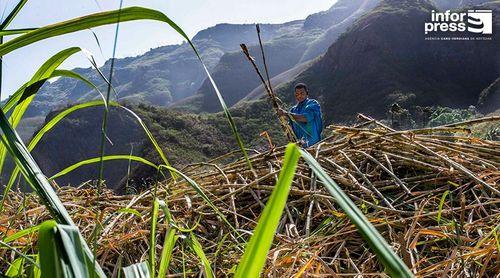 Porto Novo: Produtores acreditam que vão cumprir prazo para safra de cana sacarina e industrialização do grogue 