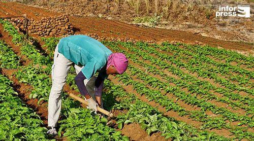 Porto Novo/Agricultura: Agricultores esperançados no plano de mitigação dos efeitos da praga dos mil pés