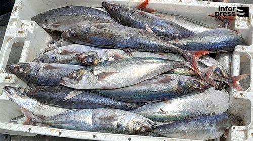 Governo suspende período de defeso da cavala e do chicharro pelo quarto ano consecutivo