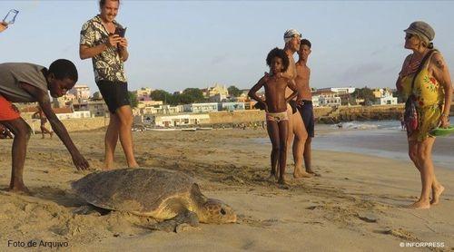 Cidadãos estrangeiros passam a pagar 2.200 escudos para observar tartarugas marinhas em Cabo Verde