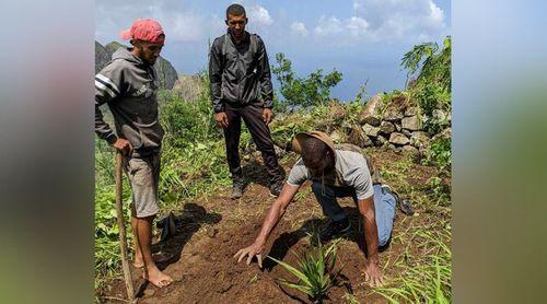 Brava:  Proliferação de espécie invasores dificulta conservação de plantas endémicas no município-  Associação Biflores