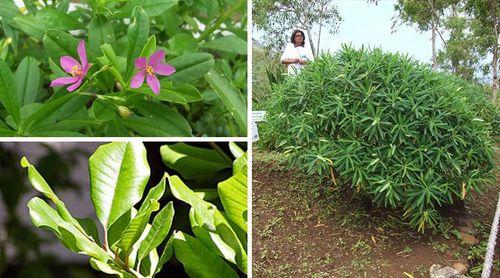 Biólogo chama atenção para protecção da flora nativa em Cabo Verde  