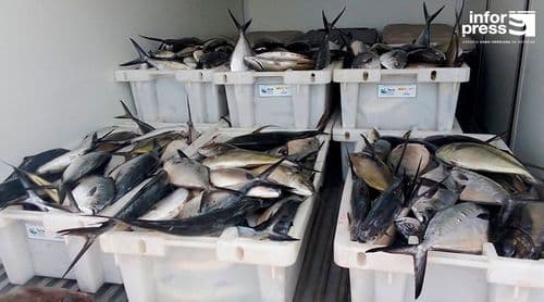 Porto Novo: Associação faz doação de pescado às cantinas escolares de Santo Antão