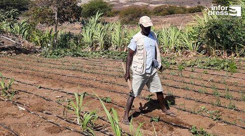 Porto Novo: Resultados do projecto sobre agricultura familiar em Ponte Sul – Chã de Mato aquém do esperado – famílias