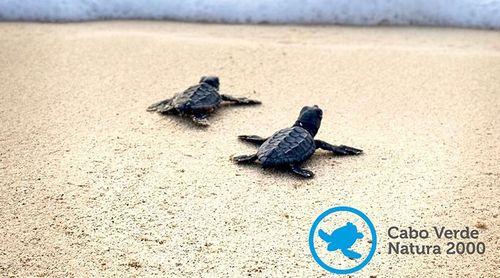 Boa Vista: ONG registam mais de 35 mil ninhos de tartarugas e libertam mais de 27 mil filhotes em Setembro
