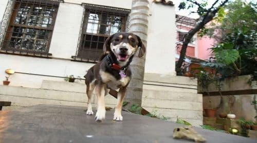 Ilha do Sal: Nova associação “OSPA” nasce em Santa Maria para reforçar proteção de animais abandonados