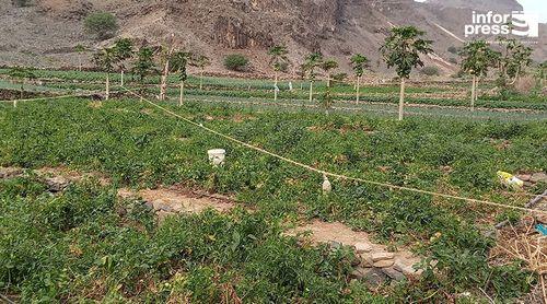 Porto Novo: Actividade agrícola na Ribeira dos Bodes condicionada por ventos fortes – agricultores 