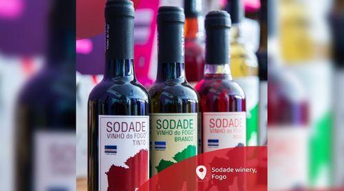 Fogo: Adega Sodade com queda na produção de vinho em relação à vindima do ano passado – Eduíno Lopes