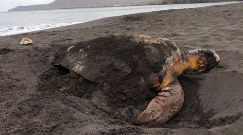 Lantuna encerra época de conservação com registo de 181 ninhos de tartarugas registados nas praias do Tarrafal