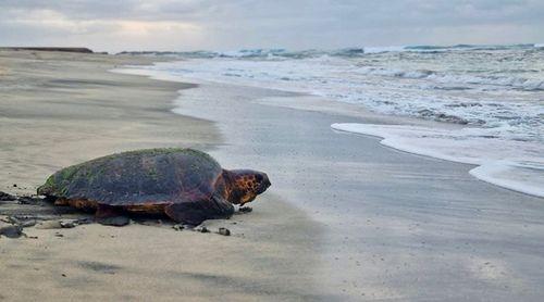 Fundação Maio Biodiversidade regista 25 casos de captura ilegal de tartarugas marinhas em dois meses