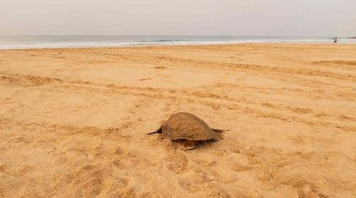 Boa Vista: Temporada de desova arranca com mais de 680 ninhos de tartaruga protegidos em Junho